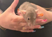 Baby dumbo rats available