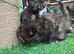 CALICO FEMALE KITTENS TO RESERVE