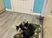 Mini pincher puppies