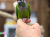Green cheek conure