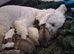 READY NOW GORGEOUS SABLE MALTIPOO PUPPIES