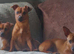 3 x Jack russel females