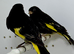 Beautiful pair of black Siskins for sale