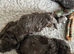 Bedlington pedigree (blue )