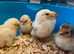 Pekin bantam chicks