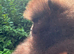 Champion KC Pomeranian puppies Russian\Taiwan bloodlines