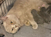 Stunning BSH male kitten