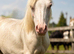Cremello Welsh Sec A Colt