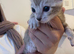 Gorgeous Mink Bengal Boy!