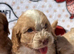 F1 Cockerpoo puppies