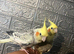 2x baby hand reared cockatiels with the cage
