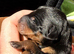 Three Male Miniature Pinscher Puppies