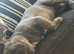 6 month old French bulldog