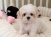 KC Korean line toy/mini maltese puppies