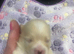 Pomeranian puppies