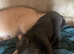 1 beautiful blue puppy for sale