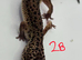 2025 black night cross leopard gecko female