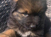 Caucasian shepherd x German shepherd boy