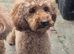 Red Toy Poodle Stud