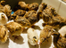 Jumbo Coturnix Quail