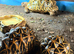 Indian star tortoise breeding trio