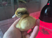 Day old Appleyard ducklings
