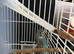 Split black face budgie