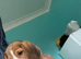 Buddy the beagle