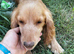 Cockapoo puppies