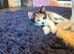 4 pretty kittens