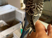 Tame baby budgies straight from the parents