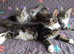 TICA Maine Coon Kittens Champion Sired