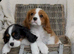 Cavalier King Charles.