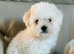 Bichon frise puppy 2 GIRLS LEFT !