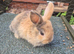 READY NOW lionhead lop x Harliquin kits