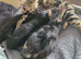 2 kittens for new home