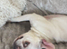 Beautiful French bulldogs both KC registered