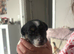 2x male pure Jack Russell’s
