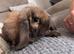 Two German lop does