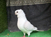 German owls breeder male