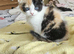 Scottish fold cross ragdolls