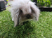Frosty and seal point mini lion lop boys