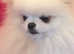 KC Registered Tiny 2kg Pomeranian For Stud