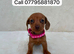 Dachshund puppies 3 boys 3 girls
