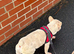 9 month old French bulldog male