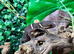 Chinese Cave Gecko (Hainanensis) at Birmingham Reptiles