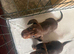 Beautiful little miniature chocolate and tan dashund