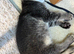 3 gorgeous 9 week old tabby kittens