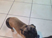 Pug x frenchie puppy