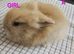 Lionhead babies